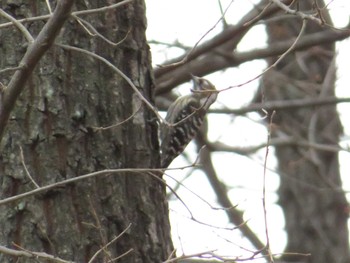 2022年3月19日(土) 山梨県森林公園金川の森(山梨県笛吹市)の野鳥観察記録