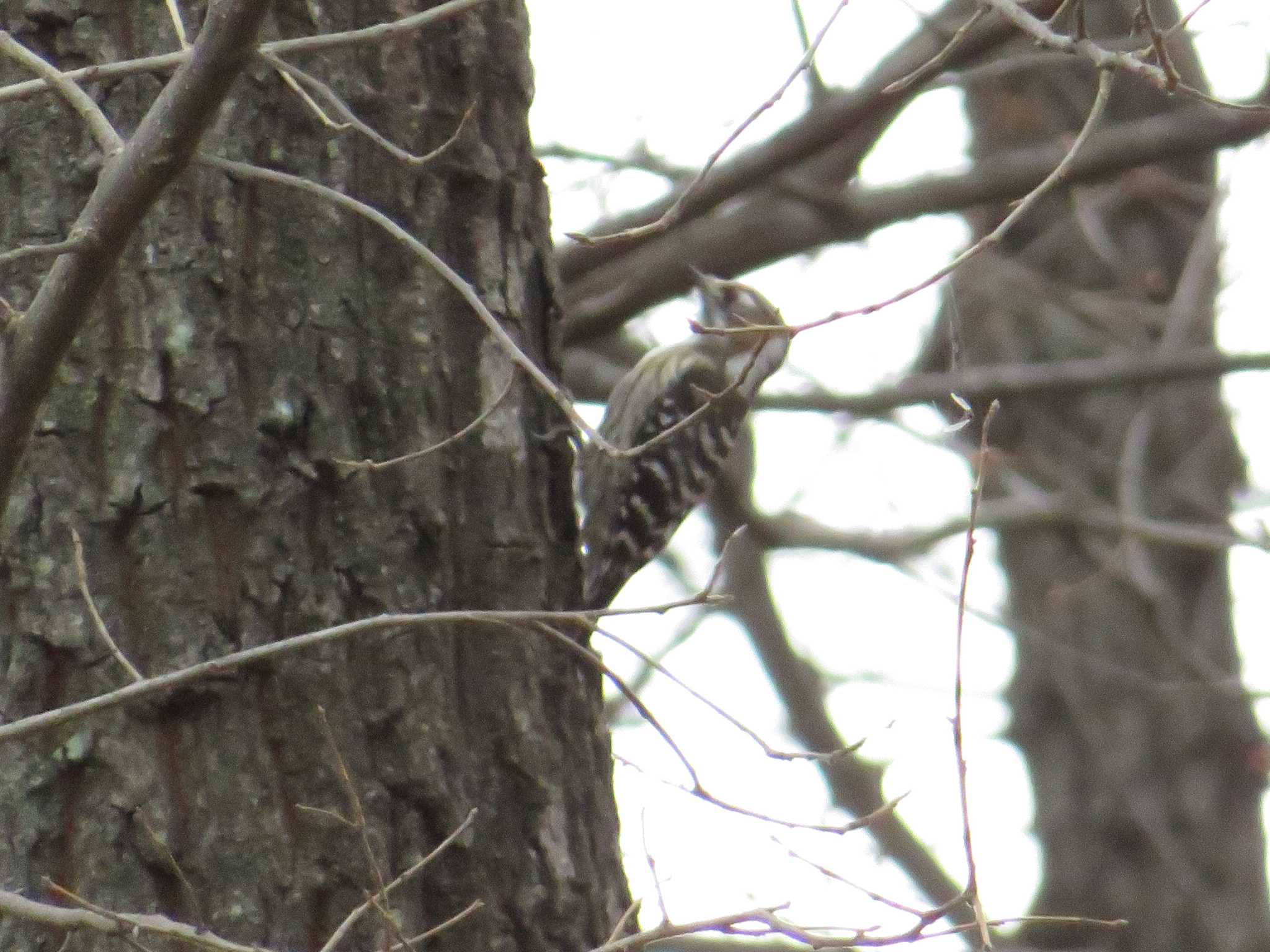 Japanese Pygmy Woodpecker