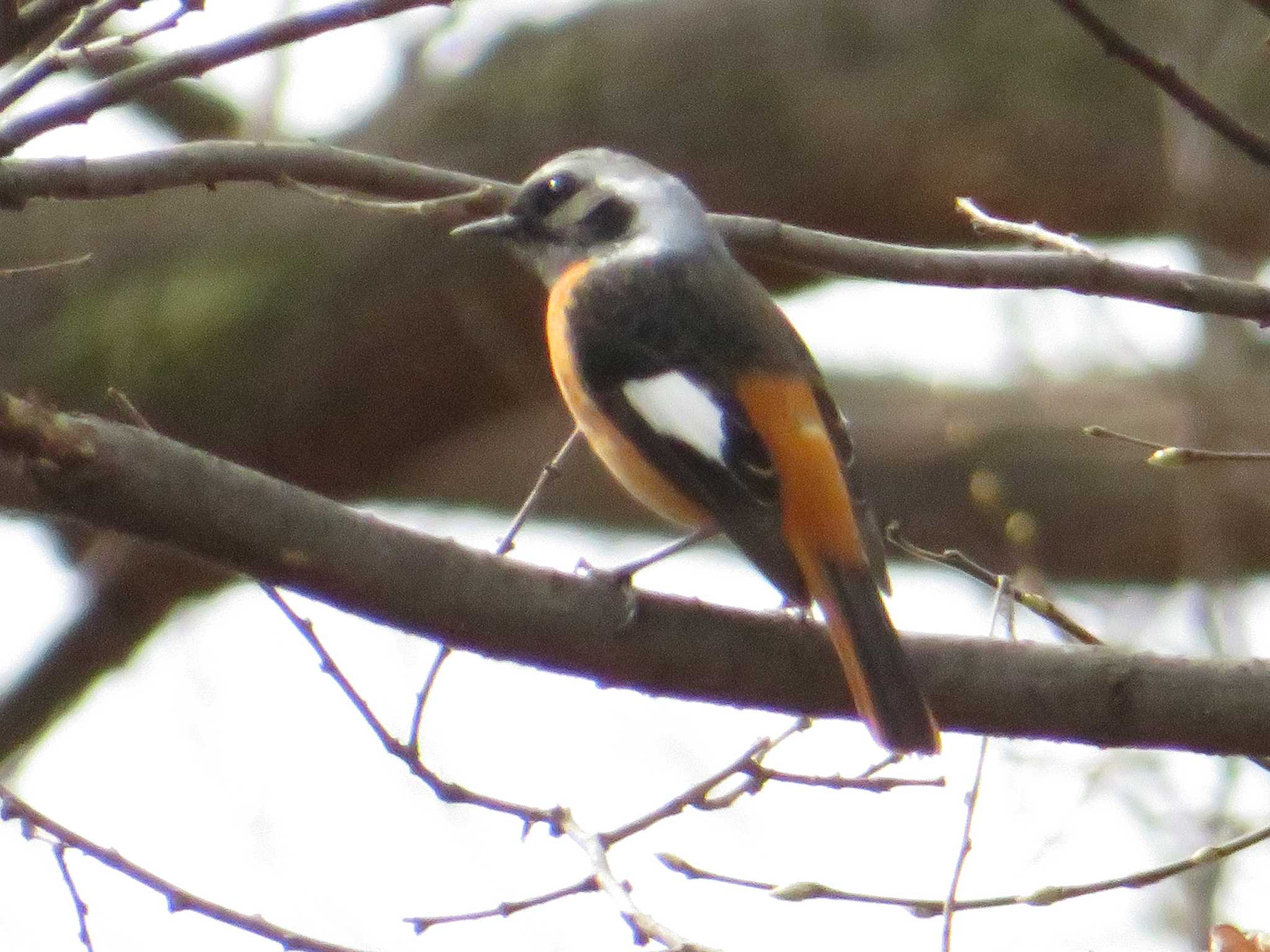 Photo of Daurian Redstart at 山梨県森林公園金川の森(山梨県笛吹市) by とりべえす