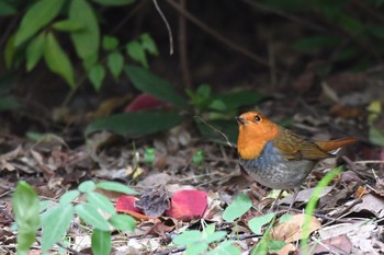 Japanese Robin Osaka castle park Mon, 10/30/2017