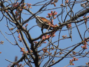 2022年3月25日(金) 富士森公園(八王子市)の野鳥観察記録