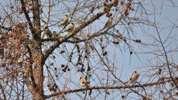 2022年3月25日(金) 長野県佐久広域の野鳥観察記録