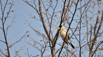 イカル 長野県佐久広域 2022年3月25日(金)