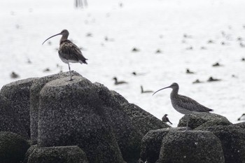 ダイシャクシギ 葛西臨海公園 2022年3月16日(水)