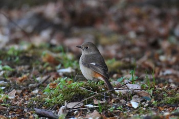 Daurian Redstart 和歌山城公園 Tue, 12/28/2021