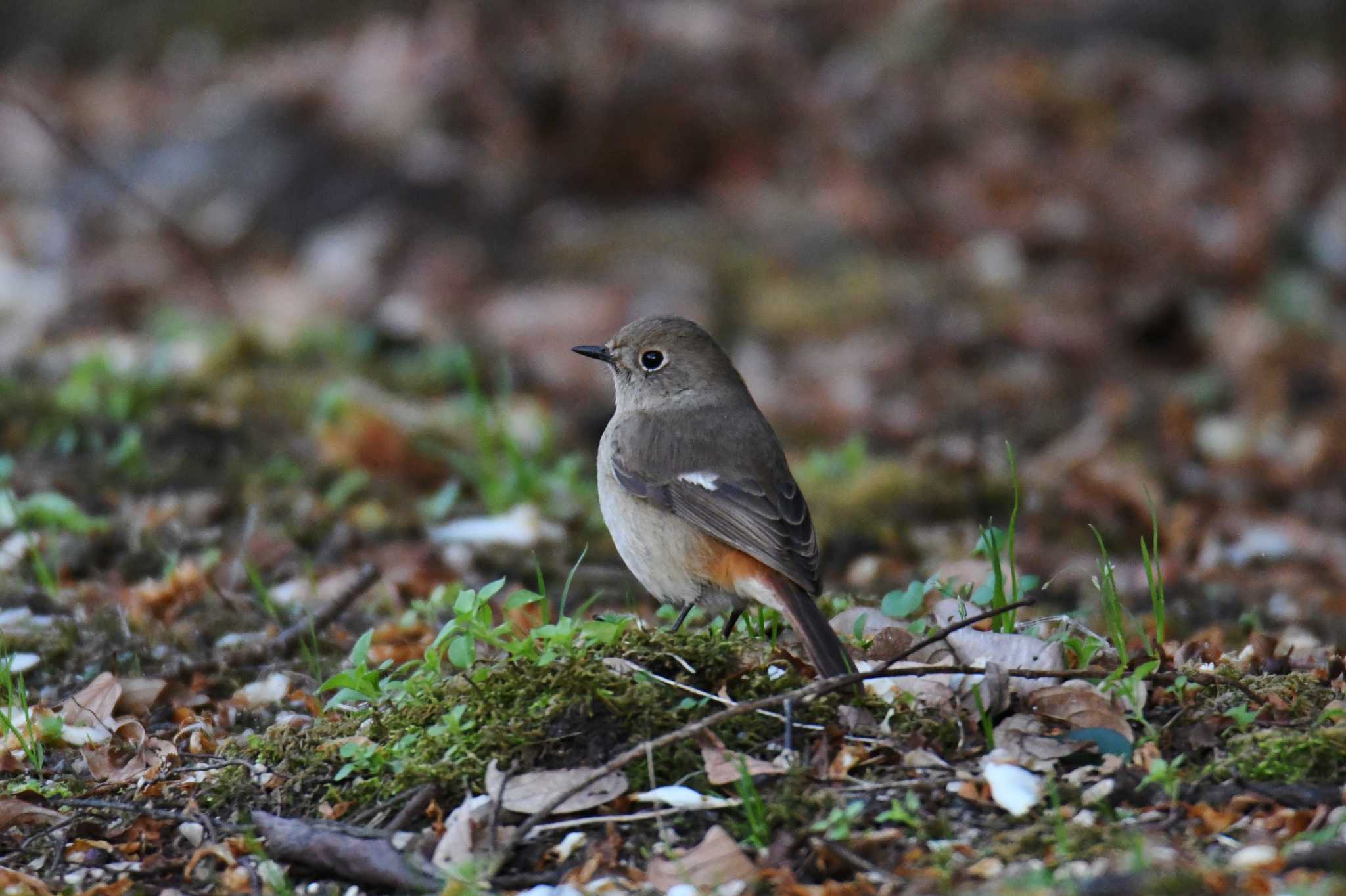 Photo of Daurian Redstart at 和歌山城公園 by あひる