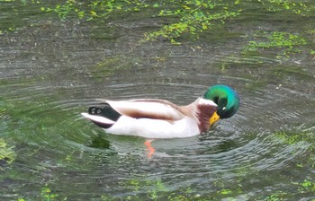 マガモ 静岡県東部 2022年3月26日(土)