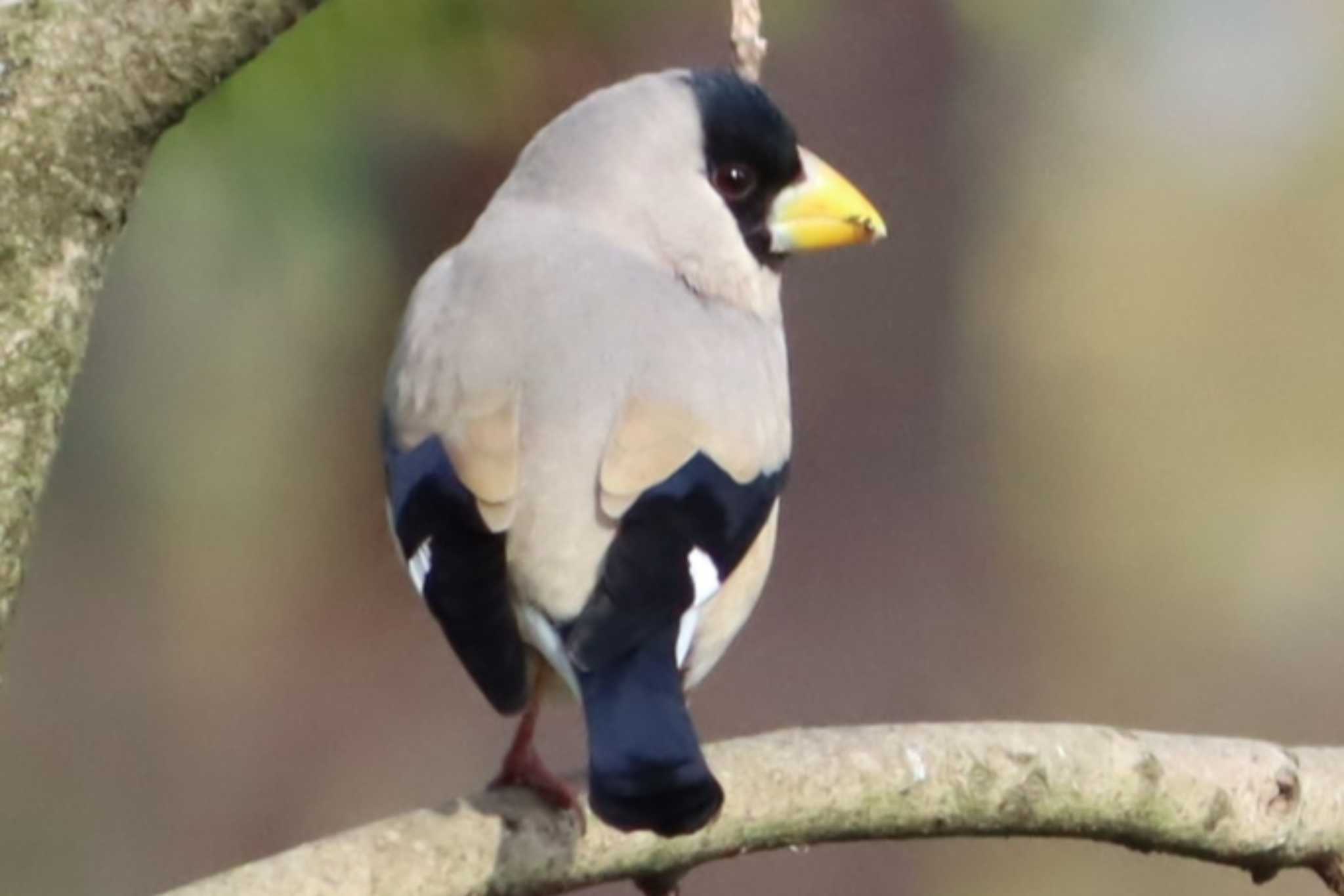 Photo of Japanese Grosbeak at Kyoto Gyoen by ゆりかもめ