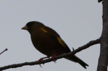 Grey-capped Greenfinch Kyoto Gyoen Mon, 3/21/2022