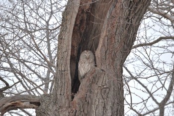 Ural Owl(japonica) 十勝 Sat, 3/26/2022
