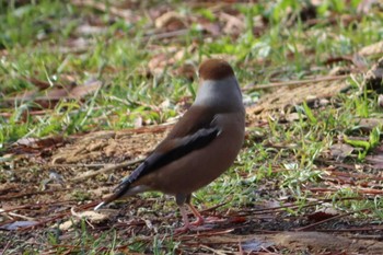 Hawfinch Kyoto Gyoen Sun, 3/20/2022