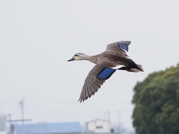 カルガモ 伊佐沼 2022年3月26日(土)