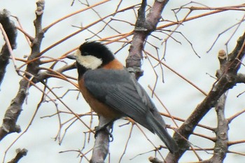 Varied Tit Matsue Castle Sat, 3/26/2022