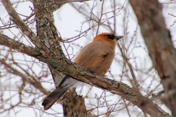 Eurasian Jay 中島公園 Sat, 3/26/2022