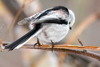 2022年3月26日(土) 野幌森林公園の野鳥観察記録