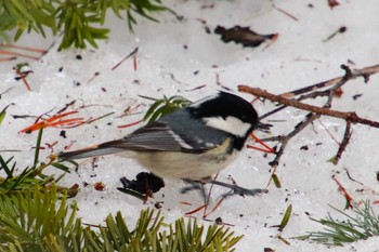 Coal Tit 中島公園 Sat, 3/26/2022