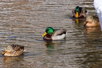 Mallard 中島公園 Sun, 2/20/2022