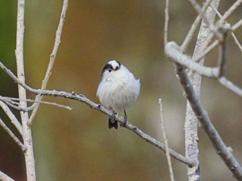 Long-tailed Tit 泉の森公園 Fri, 3/25/2022