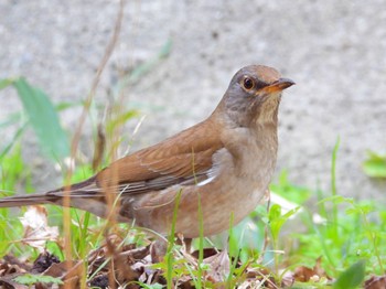 Pale Thrush 泉の森公園 Fri, 3/25/2022