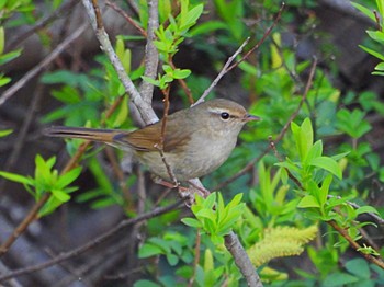 Japanese Bush Warbler 泉の森公園 Fri, 3/25/2022