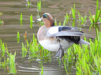 American Wigeon 泉の森公園 Fri, 3/25/2022