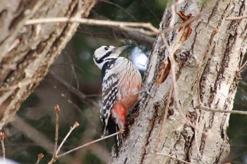 White-backed Woodpecker Nishioka Park Sat, 2/19/2022