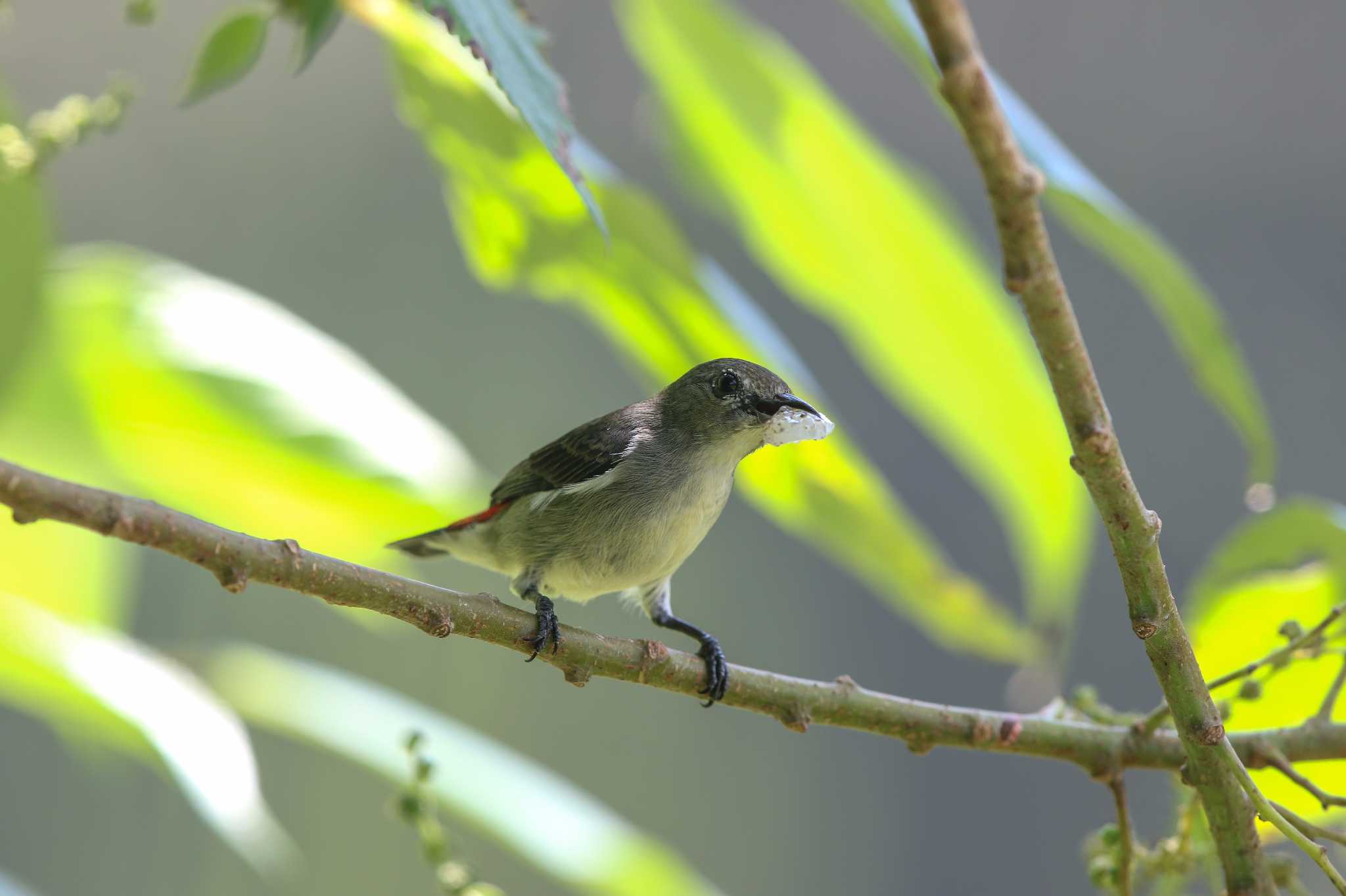 Scarlet-backed Flowerpecker