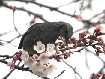 ヒヨドリ 袋井市 2022年3月26日(土)