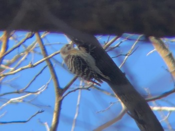 Japanese Pygmy Woodpecker 多々良沼 Mon, 1/3/2022