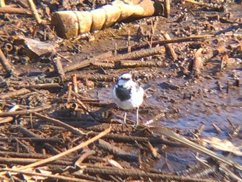 White Wagtail 多々良沼 Mon, 1/3/2022