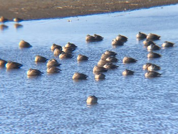 2022年1月3日(月) 多々良沼の野鳥観察記録