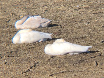 オオハクチョウ 多々良沼 2022年1月3日(月)