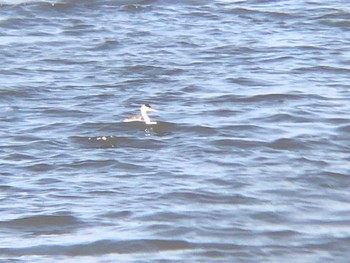 Great Crested Grebe 多々良沼 Wed, 3/2/2022