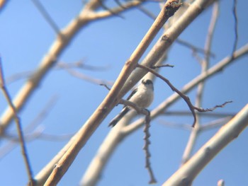 エナガ 多々良沼 2022年3月2日(水)