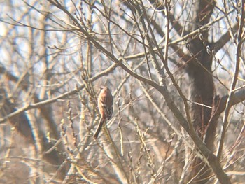Siberian Long-tailed Rosefinch 多々良沼 Wed, 3/2/2022