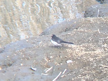Japanese Wagtail 多々良沼 Wed, 3/2/2022