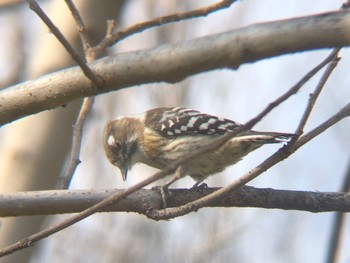 Japanese Pygmy Woodpecker 多々良沼 Wed, 3/2/2022