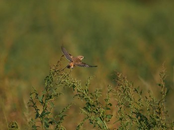 Amur Stonechat 千葉県我孫子市 Thu, 10/26/2017