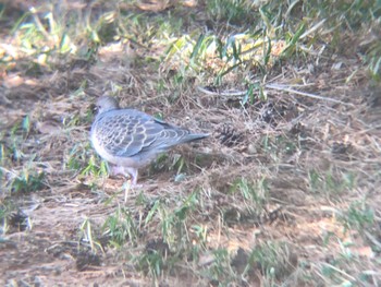 Oriental Turtle Dove 多々良沼 Wed, 3/2/2022