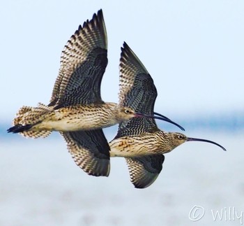 Far Eastern Curlew Daijugarami Higashiyoka Coast Mon, 3/21/2022