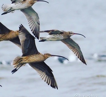 Eurasian Curlew Daijugarami Higashiyoka Coast Mon, 3/21/2022