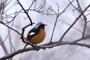 ジョウビタキ 静岡県 麻機遊水池(静岡市) 2022年1月30日(日)