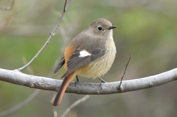 Daurian Redstart 静岡県 麻機遊水池(静岡市) Sun, 1/30/2022