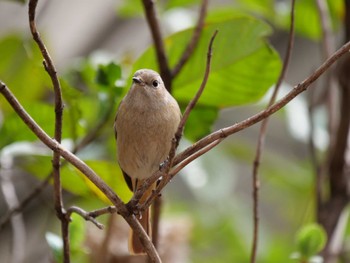 Daurian Redstart 洗足池(大田区) Mon, 3/21/2022