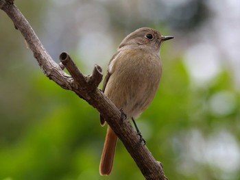 Daurian Redstart 洗足池(大田区) Mon, 3/21/2022