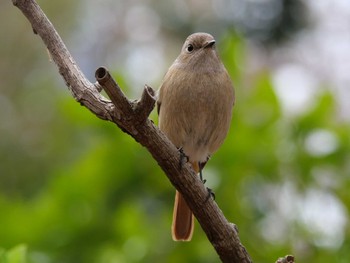 Daurian Redstart 洗足池(大田区) Mon, 3/21/2022