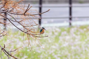 カワセミ 瑞梅寺川 2022年3月20日(日)