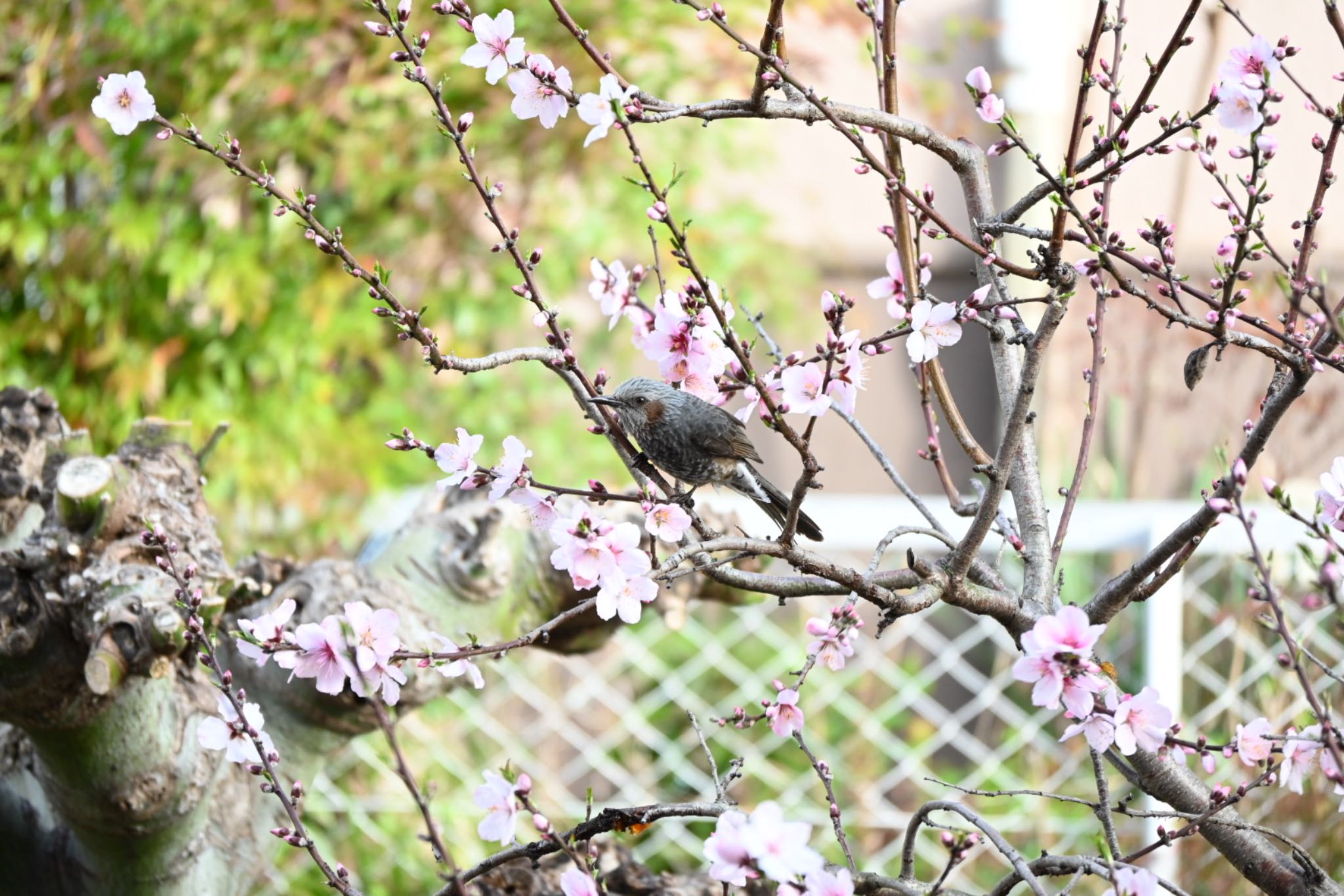 宝梅 ヒヨドリの写真 by りかポン