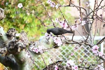 2022年3月27日(日) 宝梅の野鳥観察記録