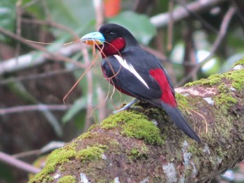 Black-and-red Broadbill マレーシア Tue, 2/26/2013